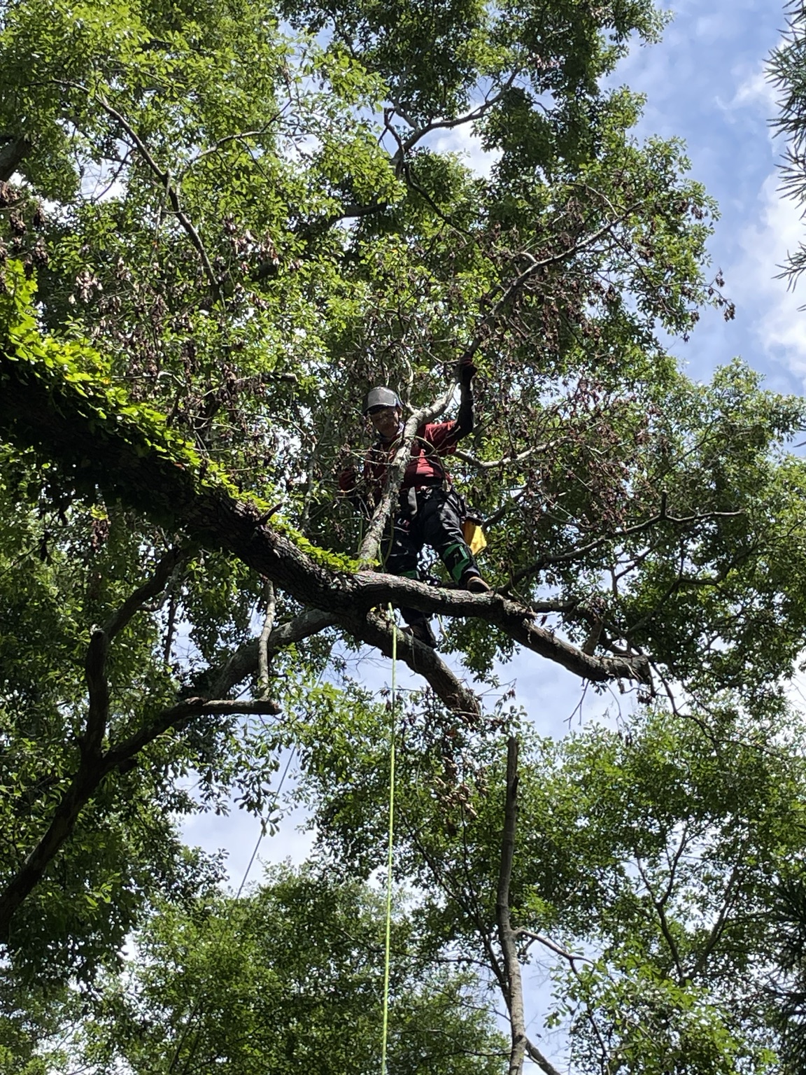 Climber working in a tree