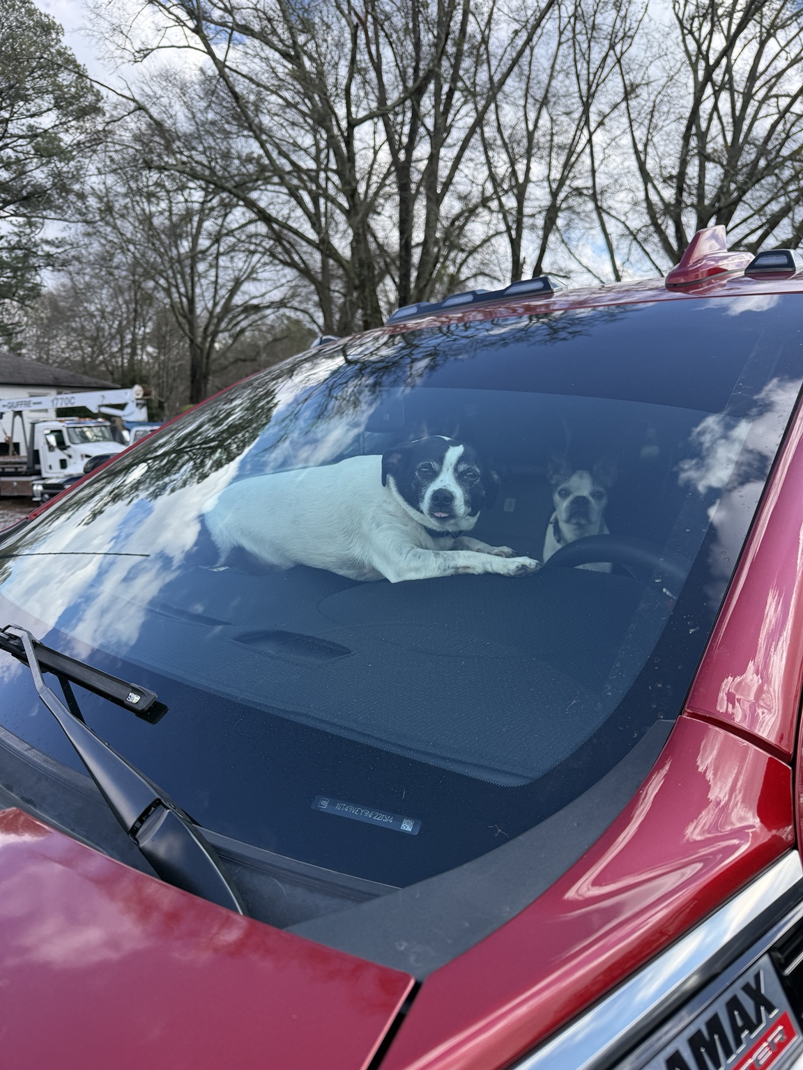 Two Boston Terriers keeping watch from the truck