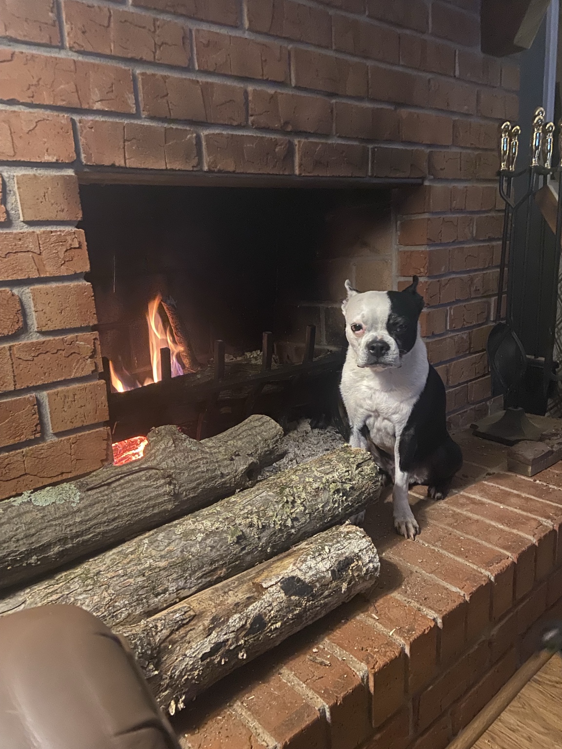 Boston Terrier relaxing by the fireplace