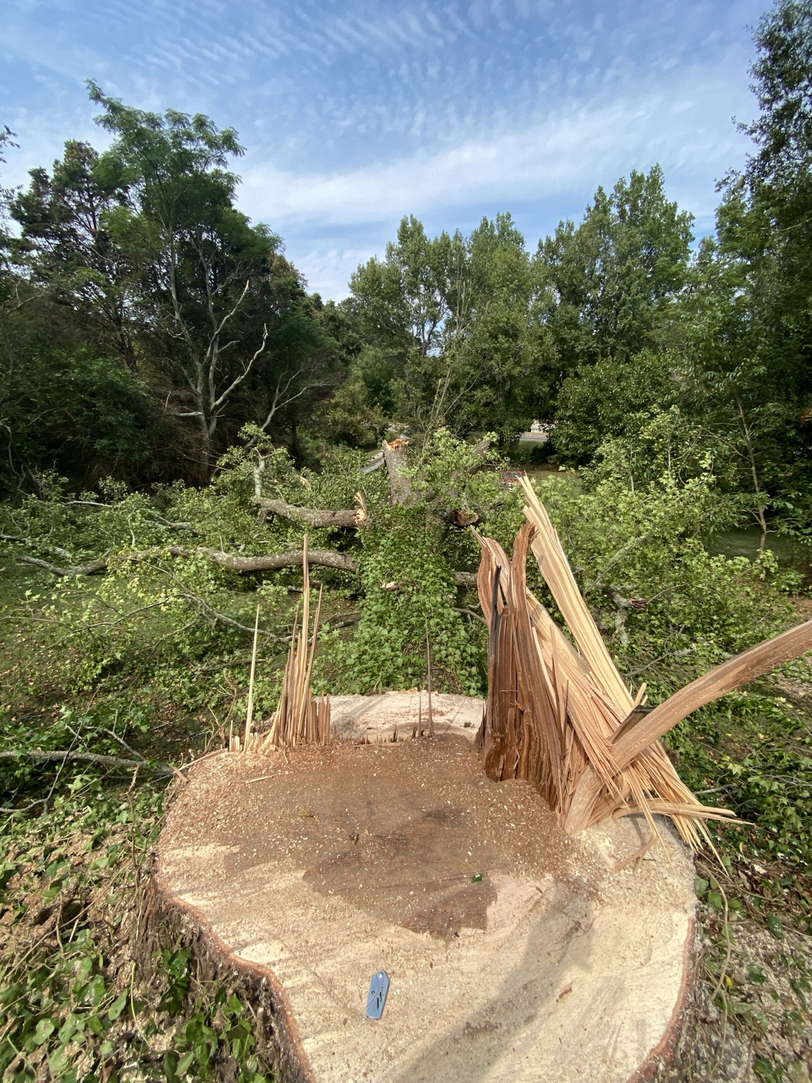 Tree work in progress